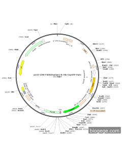 pLV3-CMV-FADD(human)-8×His-CopGFP-Puro
