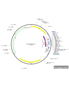 pBluescript II KS(-)