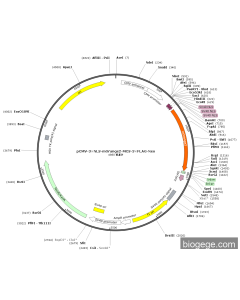 pCMV-3×NLS-mOrange2-MCS-3×FLAG-Neo