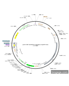 pLV3-CMV-circSIPA1L1(human)-CopGFP-Puro