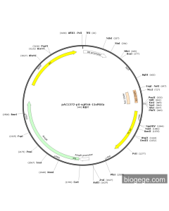 pAC1454_pX-sgCentromere-25xPBSc