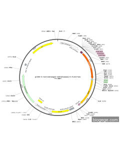 pCMV-3×NLS-mOrange2-OIP5(human)-3×FLAG-Neo