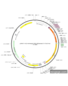 pCMV-3×NLS-mOrange2-PPP1CB(human)-3×FLAG-Neo