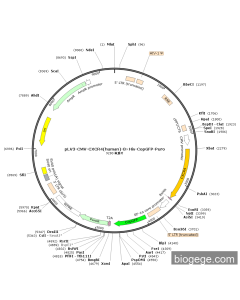 pLV3-CMV-CXCR4(human)-8×His-CopGFP-Puro