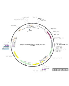 pLV3-H1-2O2-POLE2(human)-shRNA1-TetR-Puro