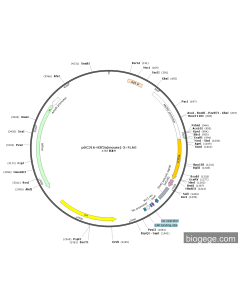 pDC316-H3f3a(mouse)-3×FLAG