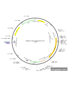 PiggyBac-CMV-KCNJ2(human)-Puro