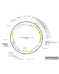 pCMV-MAZ(human)-3×Myc-Neo