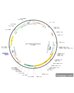 pLV2-Tight-FOXG1(human)
