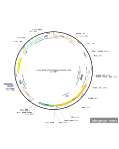 pLV2-Tight-FOXD2(human-repeat-opt)