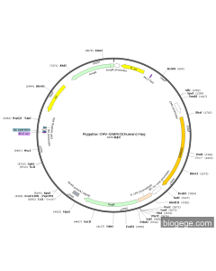 PiggyBac-CMV-GABRG2(human)-Hyg