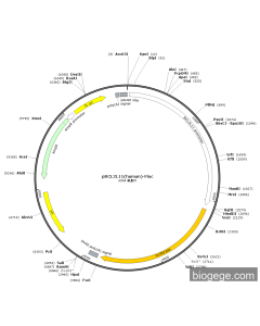pBCL2L11(human)-Fluc