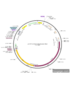 pLV-EF1a-dCas9-LSD1(human)-Blast