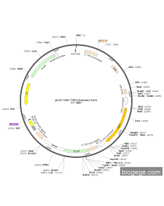pLV3-CMV-TWF1(human)-Puro