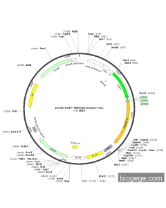 pCMV-EGFP-Mthfd2(mouse)-Neo
