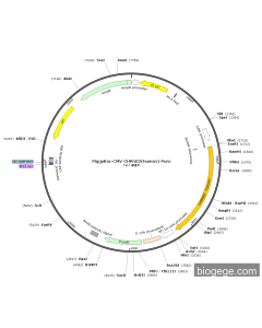 PiggyBac-CMV-CHRNB2(human)-Puro