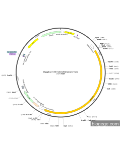 PiggyBac-CMV-GRIN2B(human)-Puro