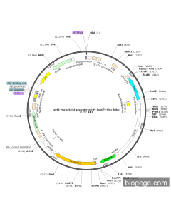 pLV3-Mucin2(pig)-promoter-mCMV-CopGFP-Fluc-hRluc