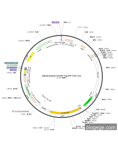 pMucin2(pig)-mCMV-CopGFP-Fluc-Neo