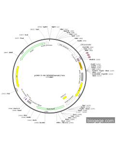 pCMV-3×HA-NEDD8(human)-Neo