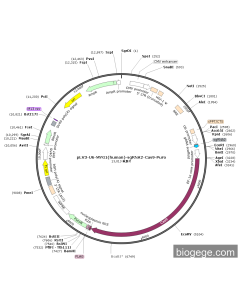 pLV3-U6-MYG1(human)-sgRNA2-Cas9-Puro