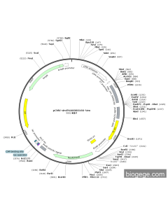 pCMV-circRNA0000166-Neo