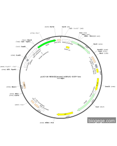 pLV3-U6-Mthfd2(mouse)-shRNA1-EGFP-Neo