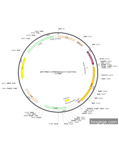 pRV-MMLV-CCR8(human)-3×FLAG-Puro