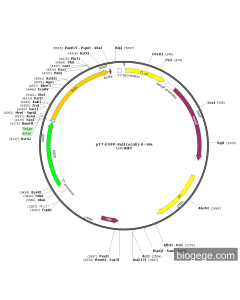 pT7-EGFP-Sul1(ecoli)-6×His