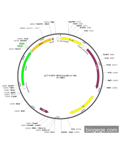 pT7-EGFP-dfrA1(ecoli)-6×His