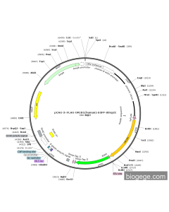pCAG-3×FLAG-OR1B1(human)-EGFP-StrepII