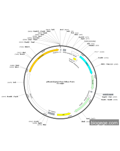 pMucin2(pig)-Fluc-hRluc-Puro