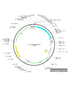 pGL4.76[hRluc Hygro]