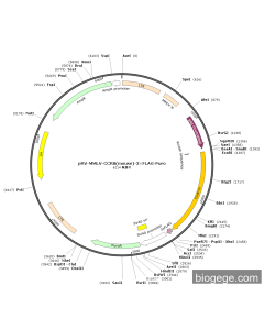 pRV-MMLV-CCR8(mouse)-3×FLAG-Puro
