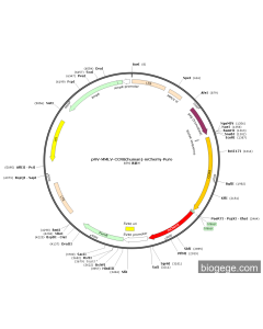 pRV-MMLV-CCR8(human)-mCherry-Puro