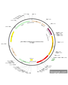 pRV-MMLV-CCR8(mouse)-mCherry-Puro