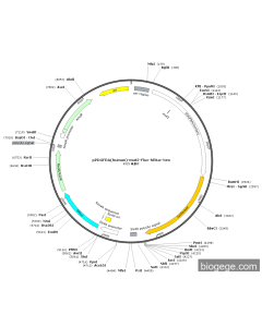 pPDGFRA(human)-mut2-Fluc-hRluc-Neo