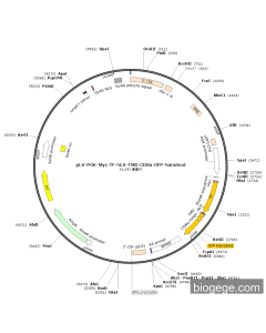 pLV-PGK-Myc-TF-NLS-TMD-CD8a-GFP-Nanobod