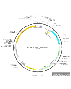 pRPGRIP1L(human)-Fluc-hRluc-Neo