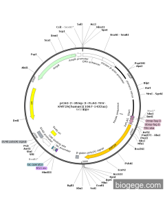 pCAG-2×Strep-3×FLAG-TEV-KMT2A(human)(1067-1432aa)