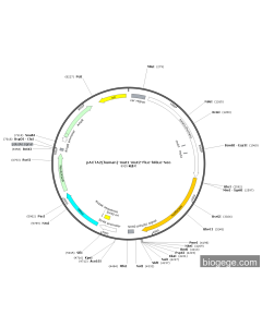 pACTA2(human)-mut1-mut2-Fluc-hRluc-Neo