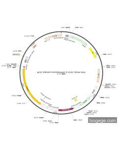 pLV2-TRE3GS-FOXO3(human)-3×FLAG-TetOne-Puro