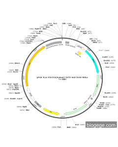 pPGK-fLuc-PIK3CA(human)-3UTR-mut-SV40-hRluc