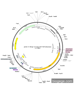 pCAG-2×Strep-3×FLAG-TEV-PAF1(human)