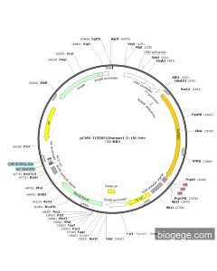 pCMV-TGFBR1(human)-3×HA-Neo
