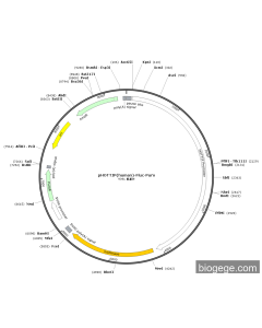 pHOTTIP(human)-Fluc-Puro