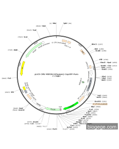 pLV3-CMV-MIR3614(human)-CopGFP-Puro