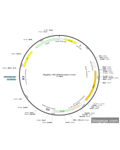PiggyBac-CMV-HRH2(human)-2-Puro