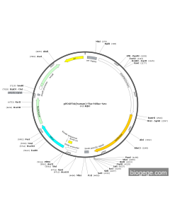 pPDGFRA(human)-Fluc-hRluc-Neo