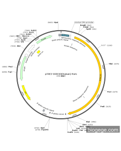 pTRE2-SORCS3(human)-Puro